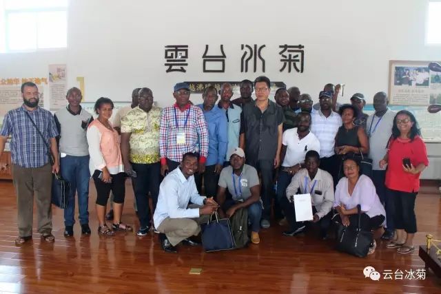 目測這朵菊花要火，國外專家為它頻頻而來······